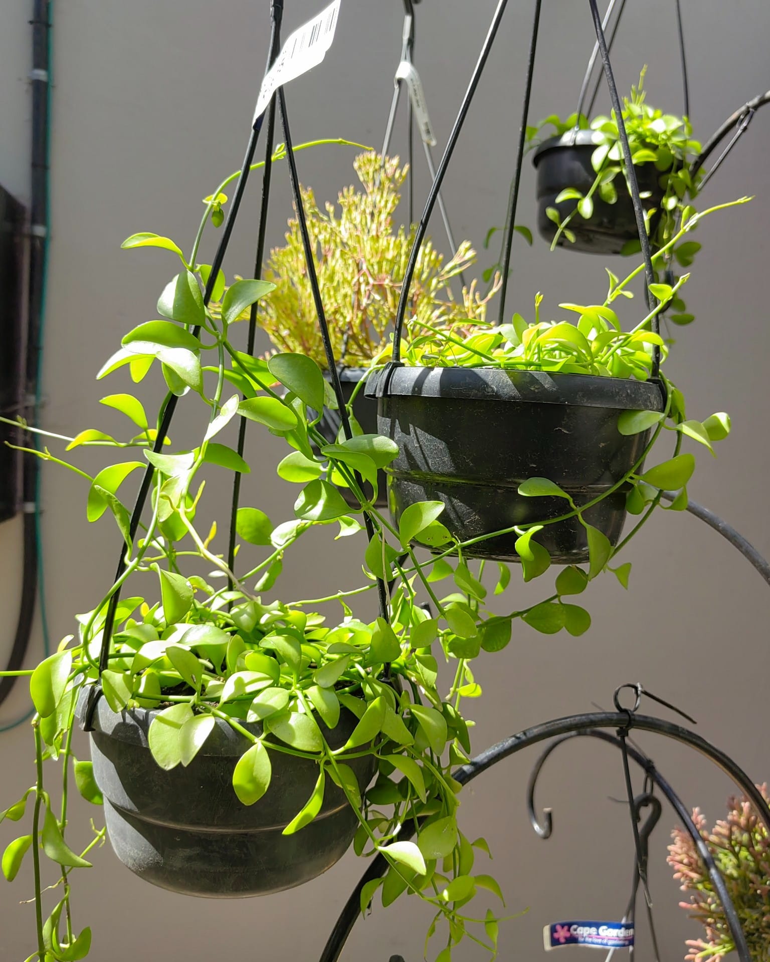 wooden ladder with epiphyte arrangement