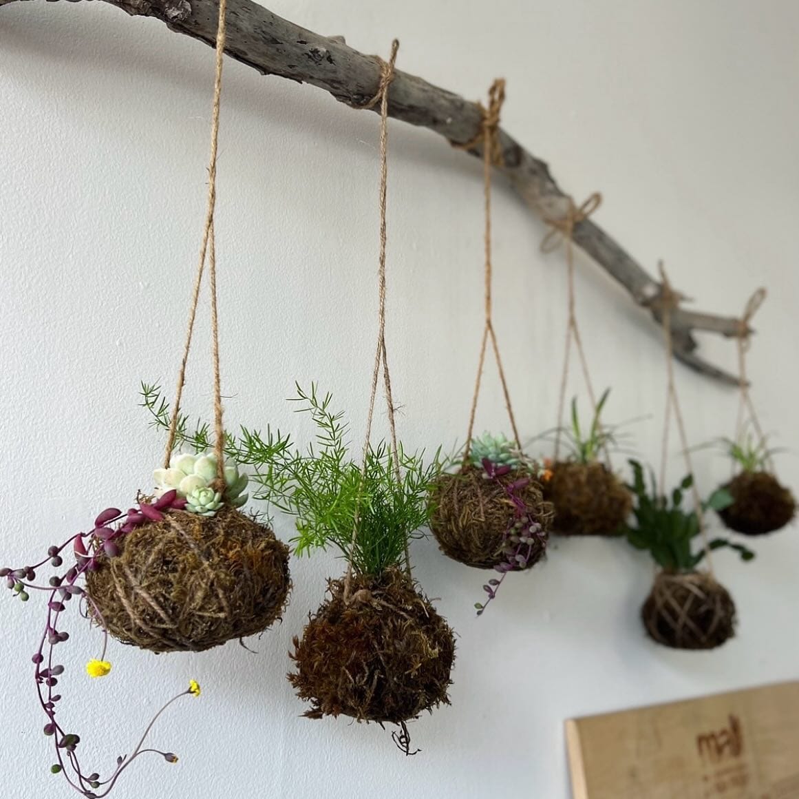 multiple kokedama hanging in cluster