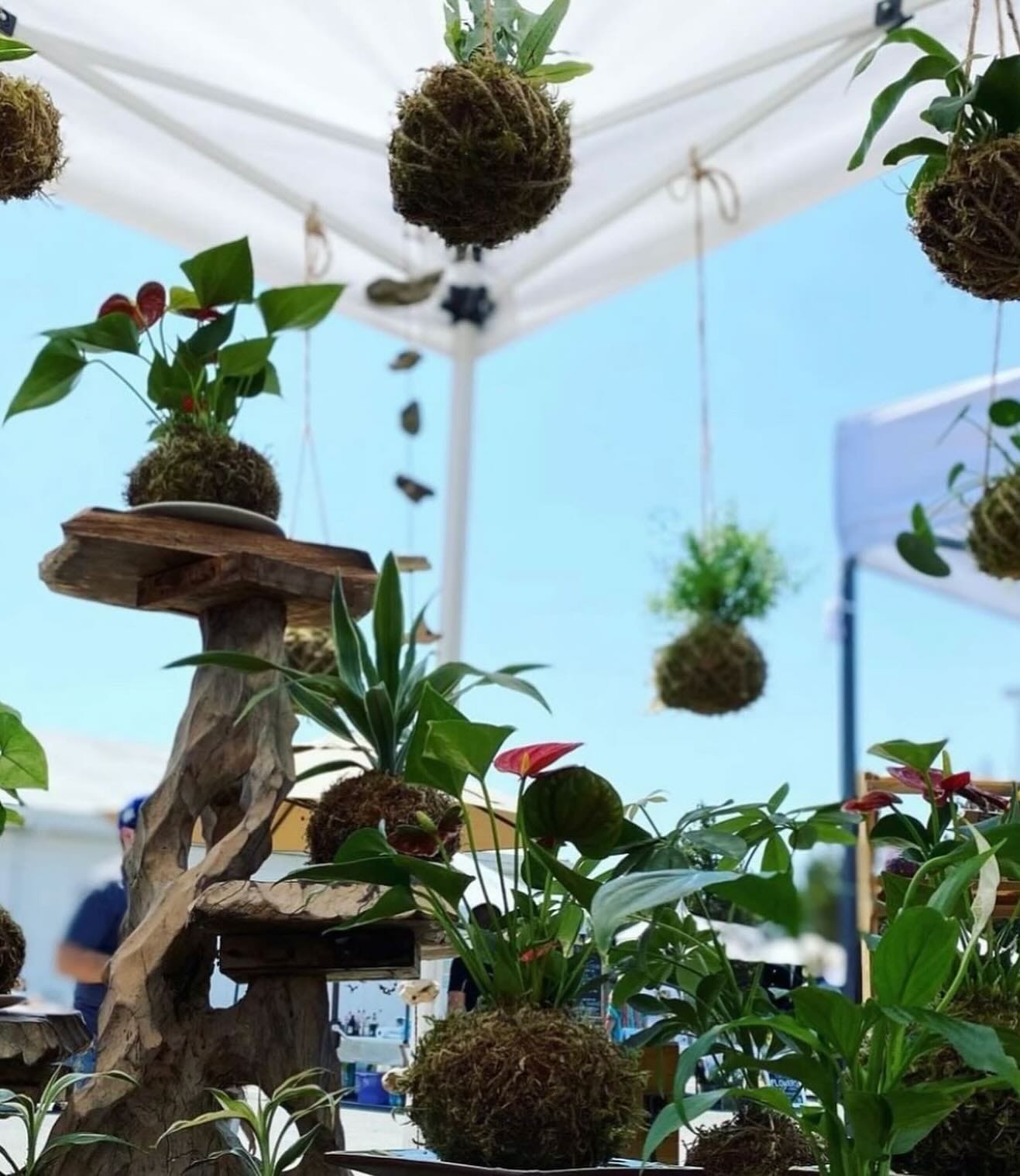zen garden kokedama with pebbles