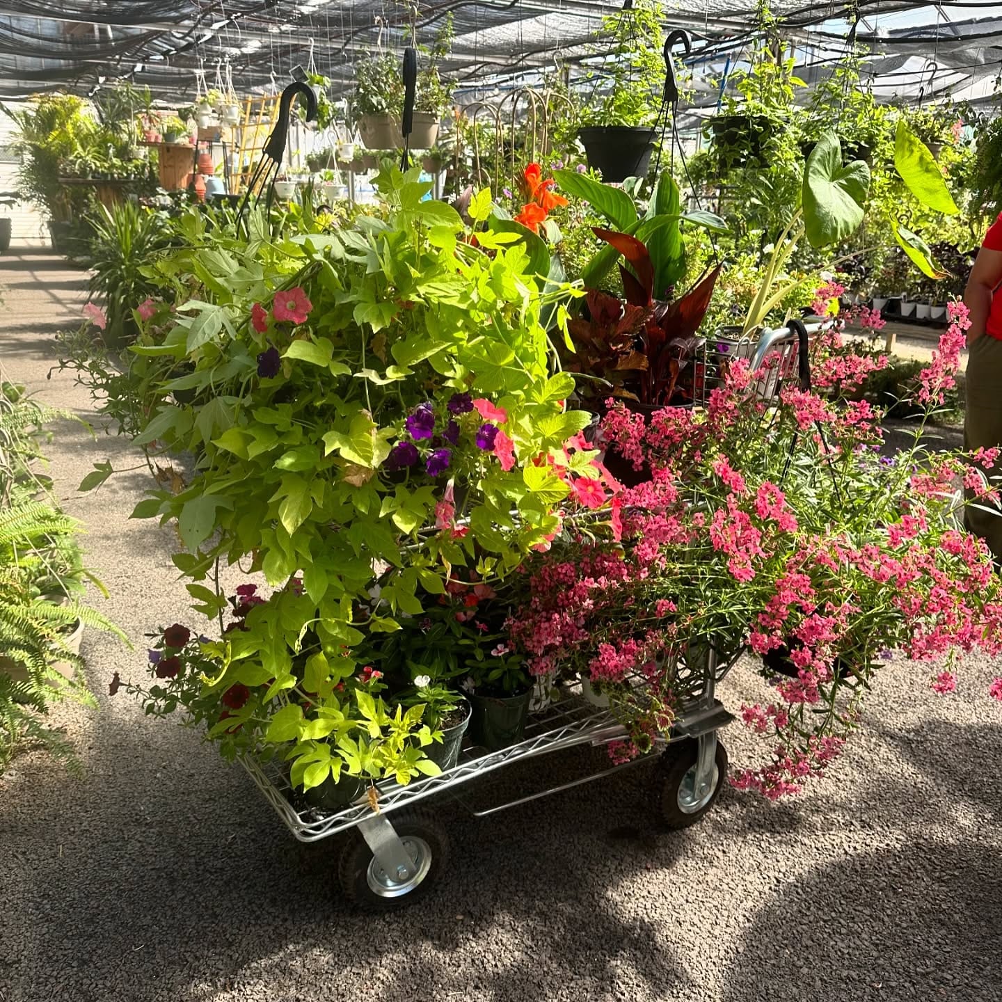 mobile plant cart with herbs