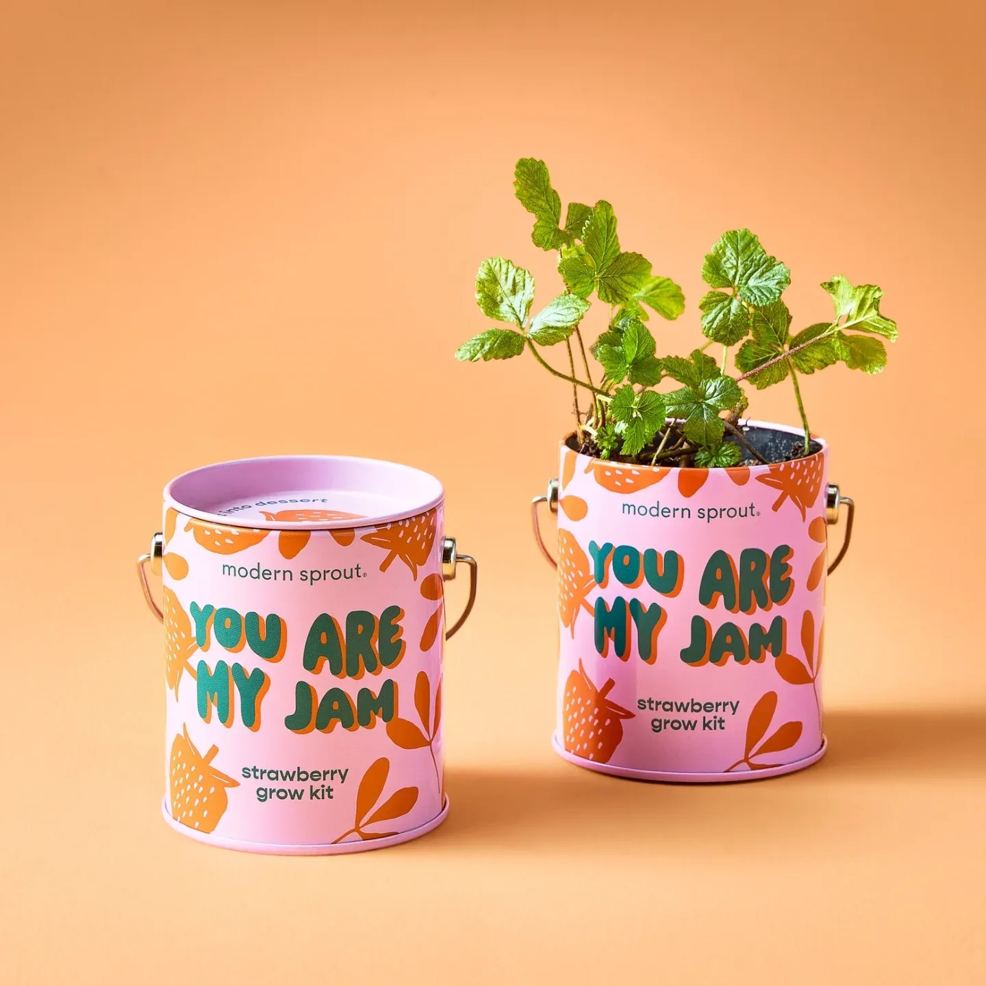 brightly painted tin cans with herbs