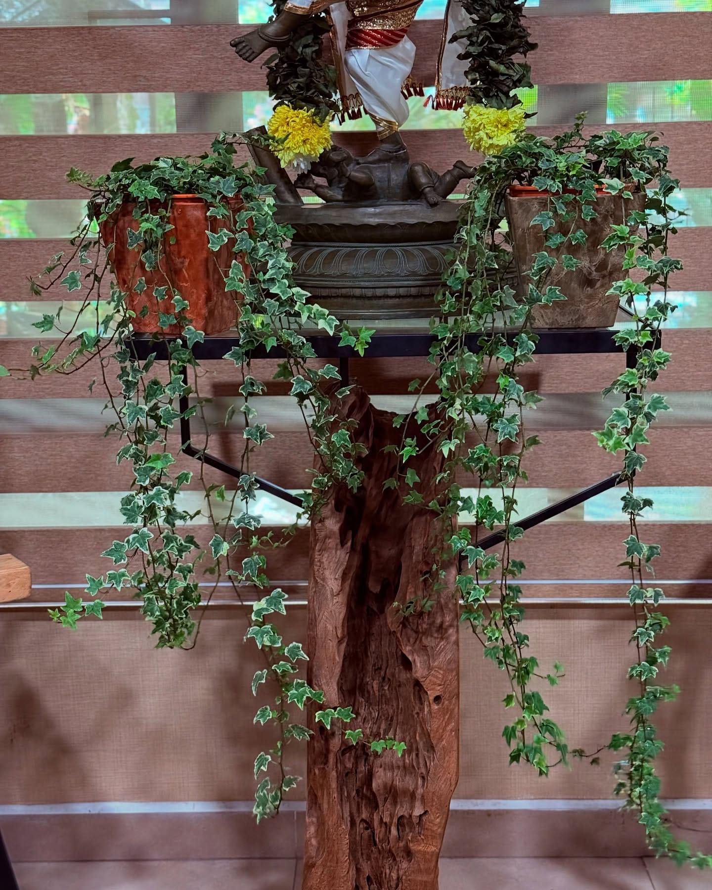 english ivy trailing from shelf