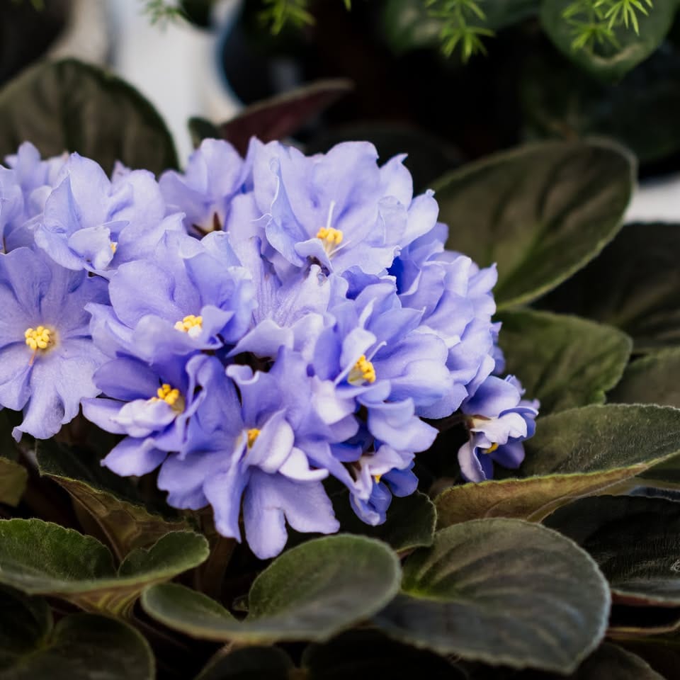 african violet on windowsill