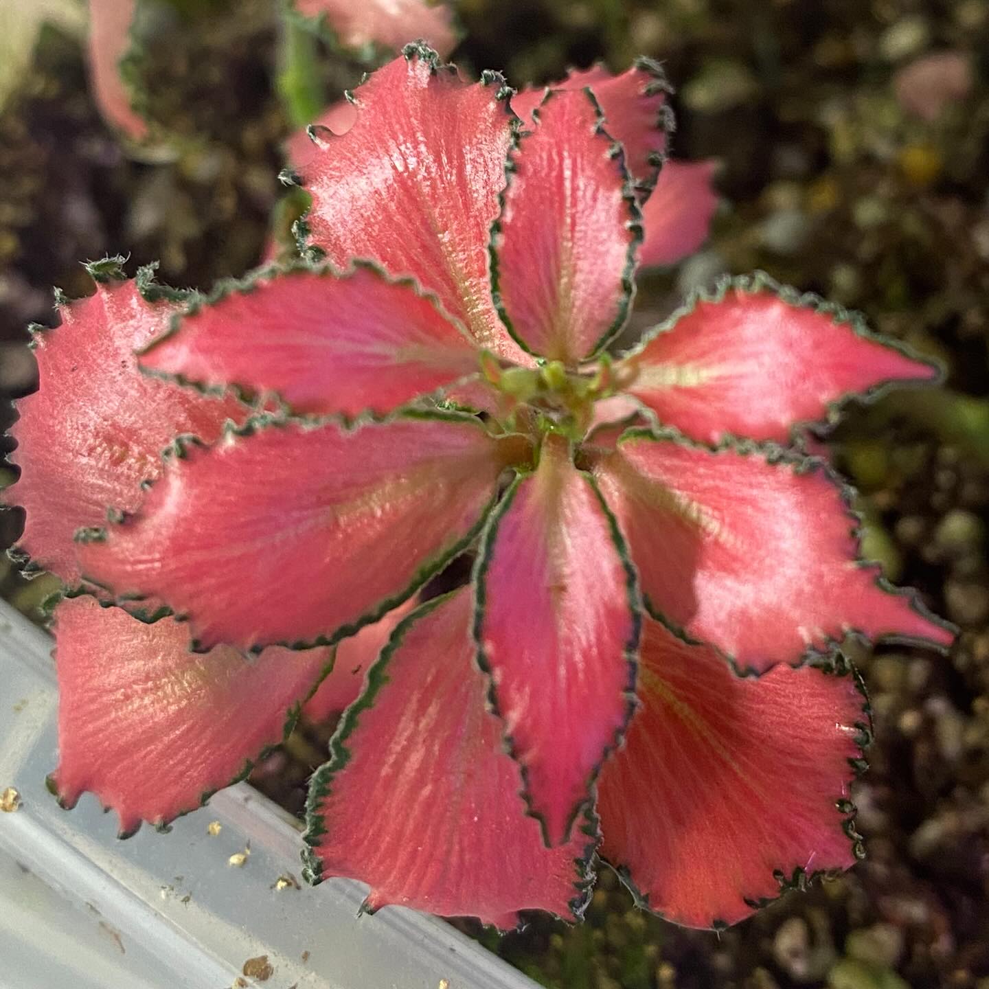 Colorful fittonia in small ceramic pot