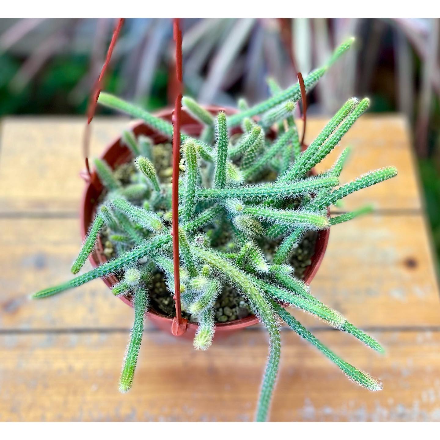 rat tail cactus draping over edge