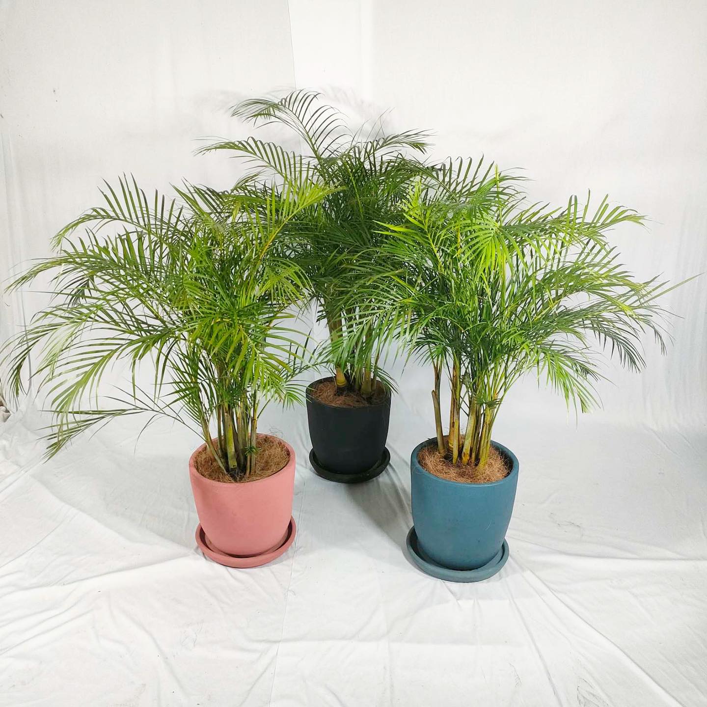 areca palm in sunroom