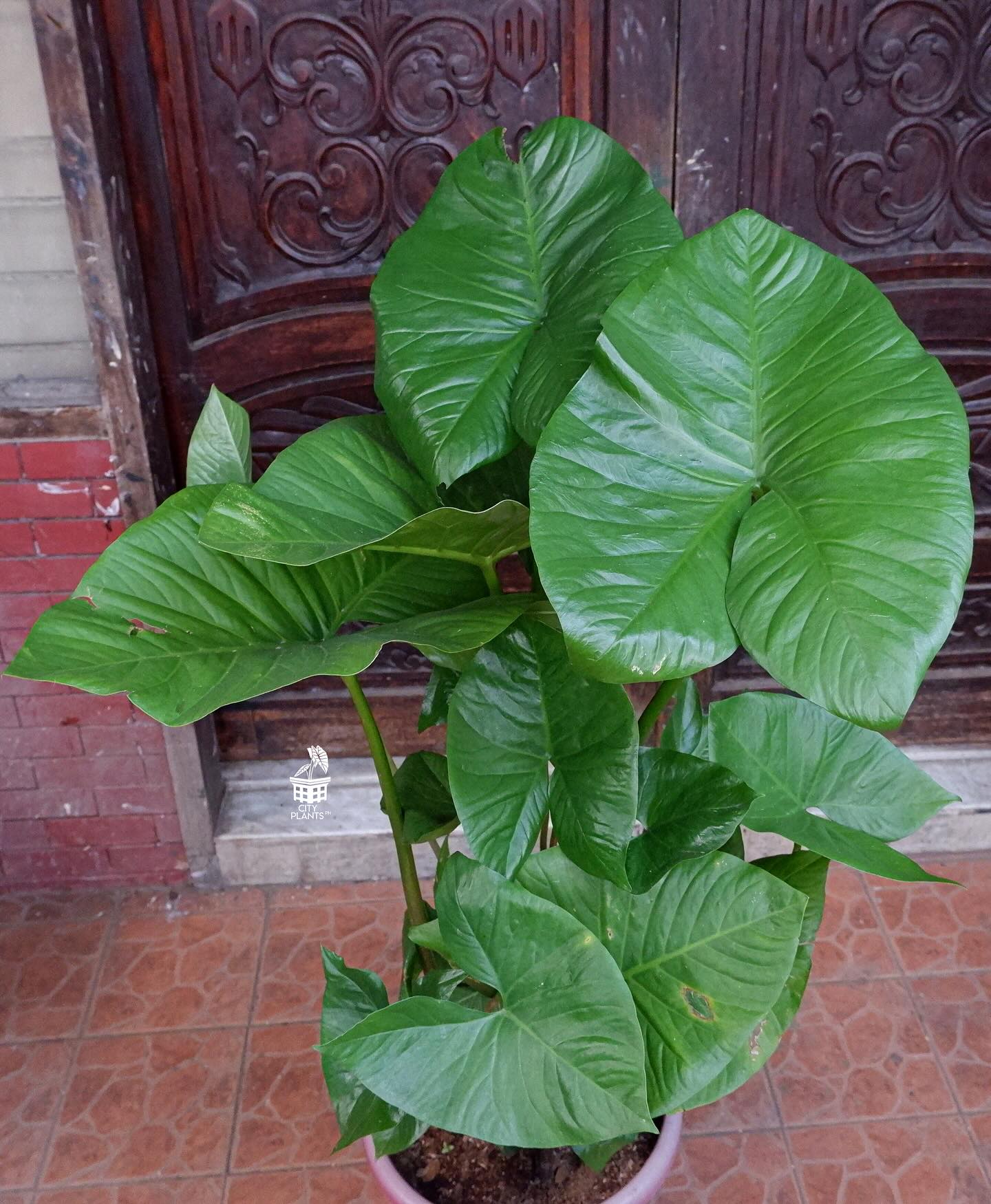 Giant Taro and Croton in outdoor planter