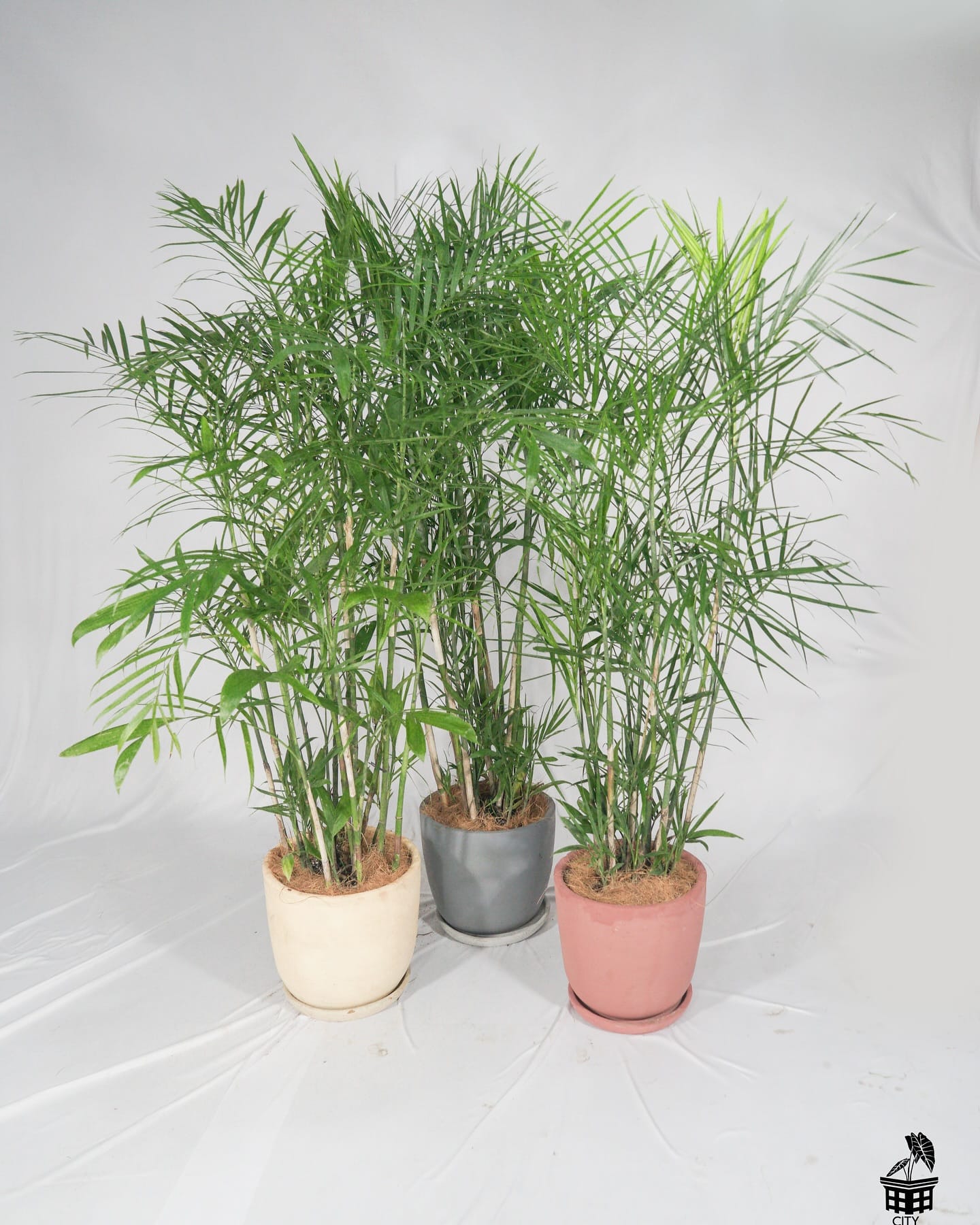Tropical bamboo palm in woven basket
