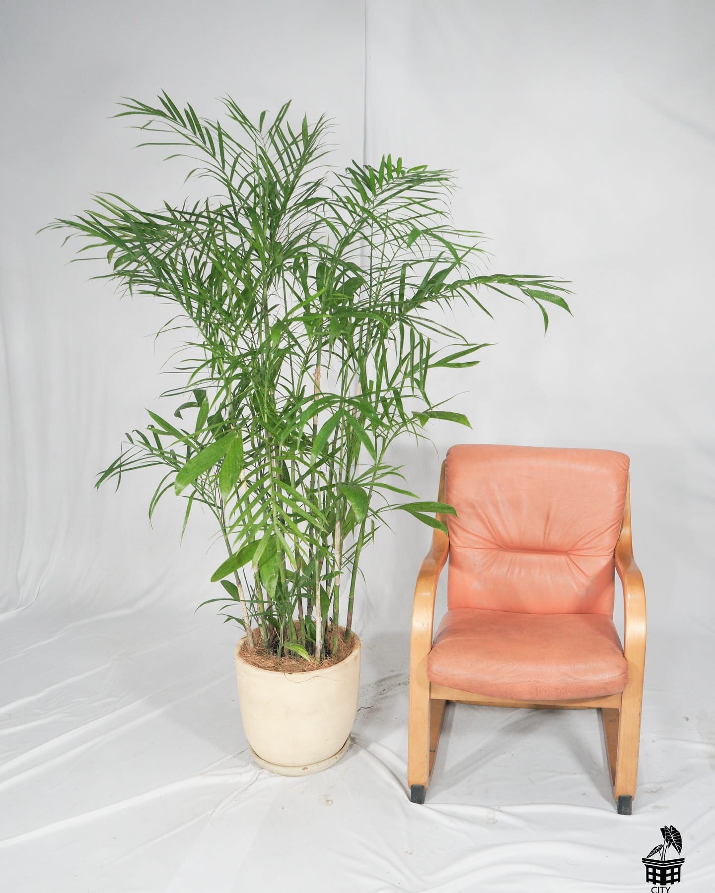 bamboo palm in corner of living room