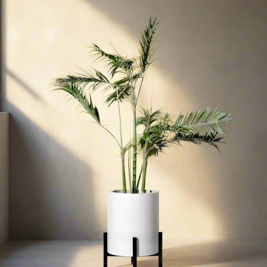 concrete plant pots with grasses