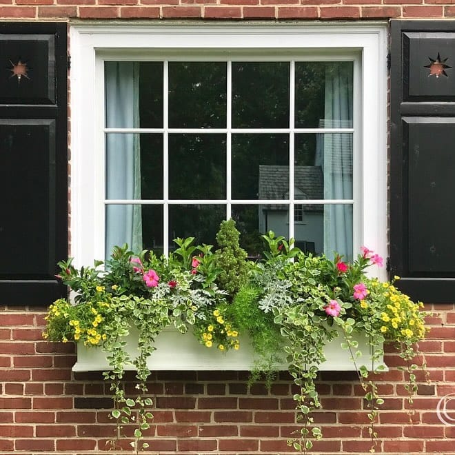 plants cascading from window frame