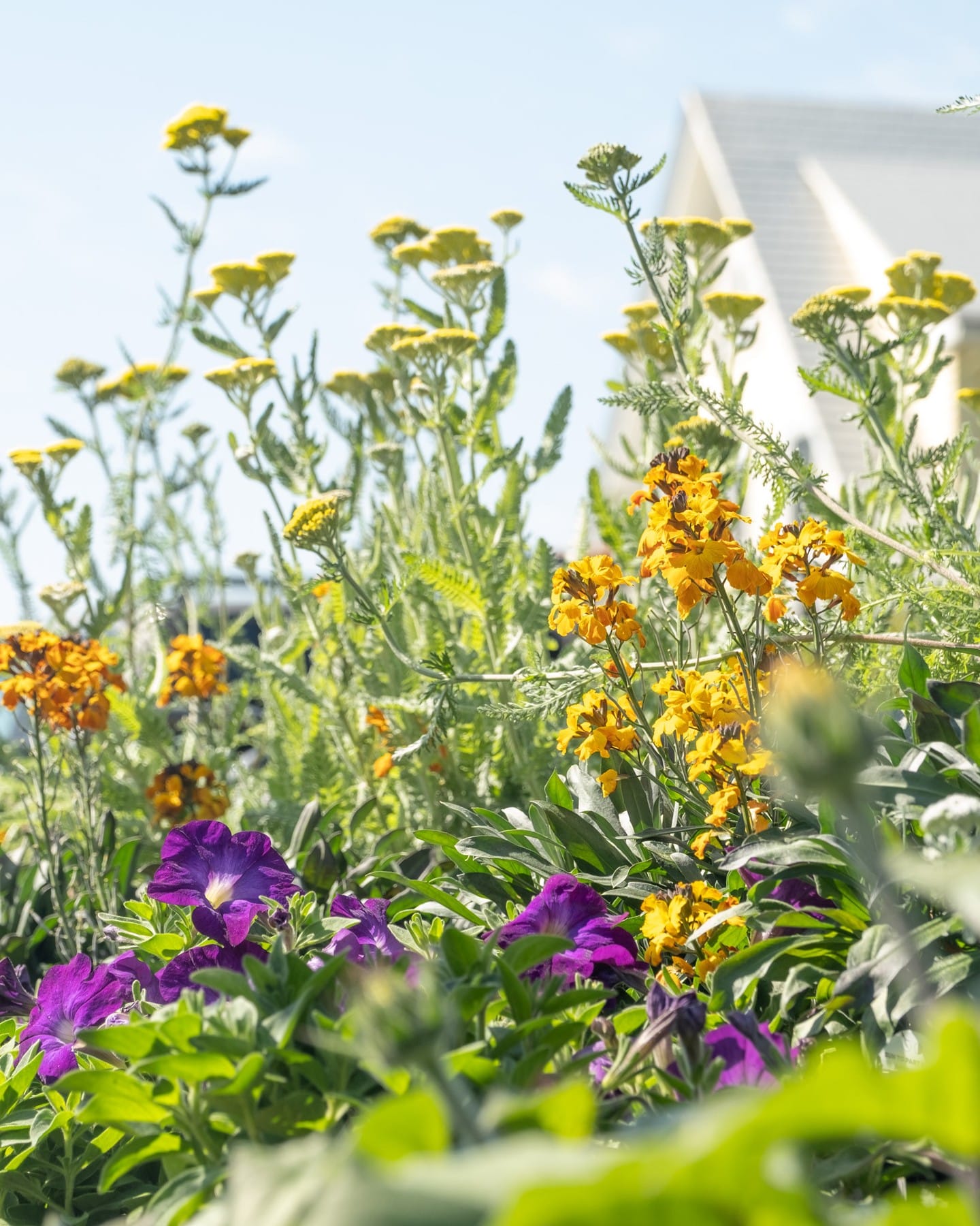 thriving garden meadow patch