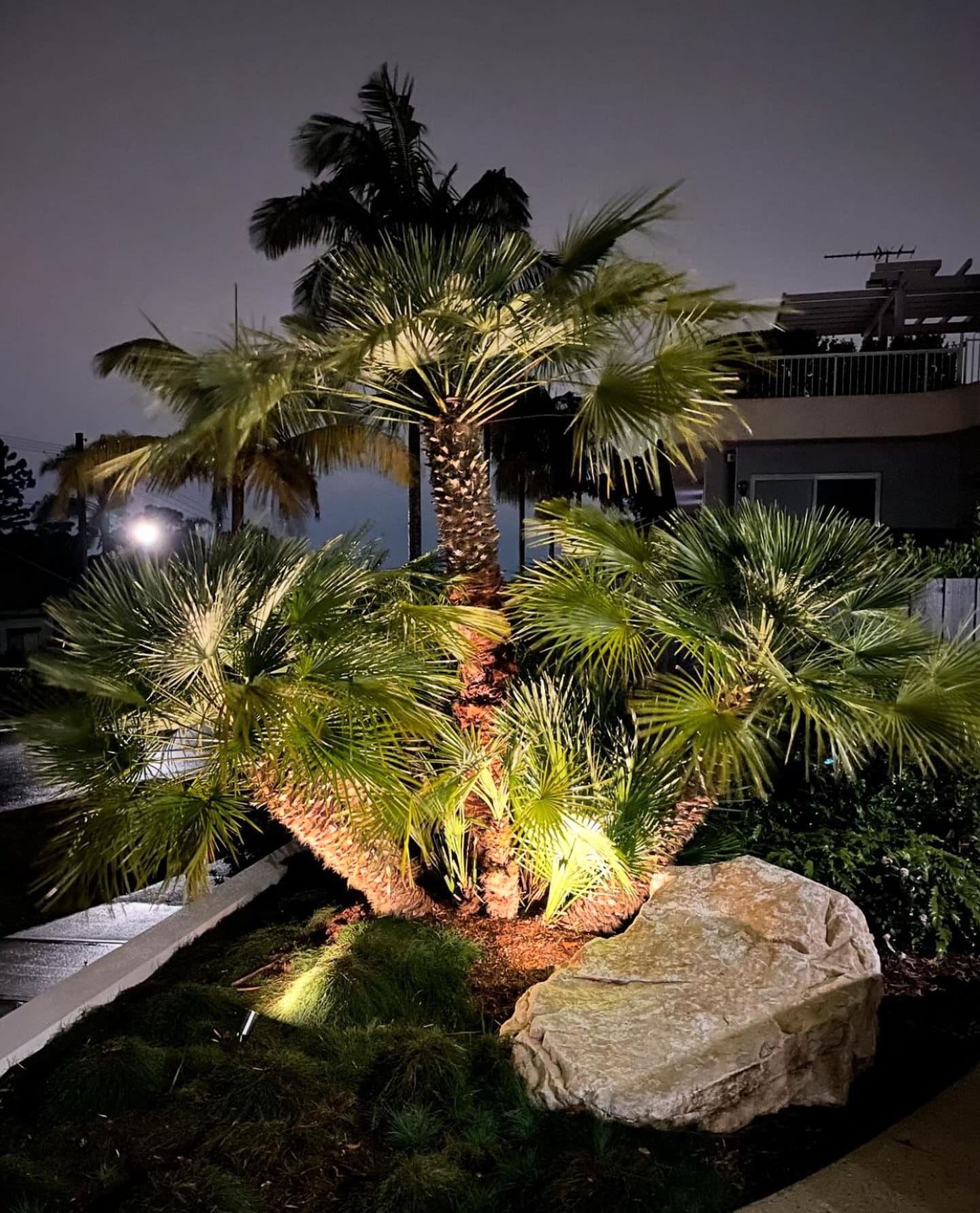 spotlight on large palm leaves