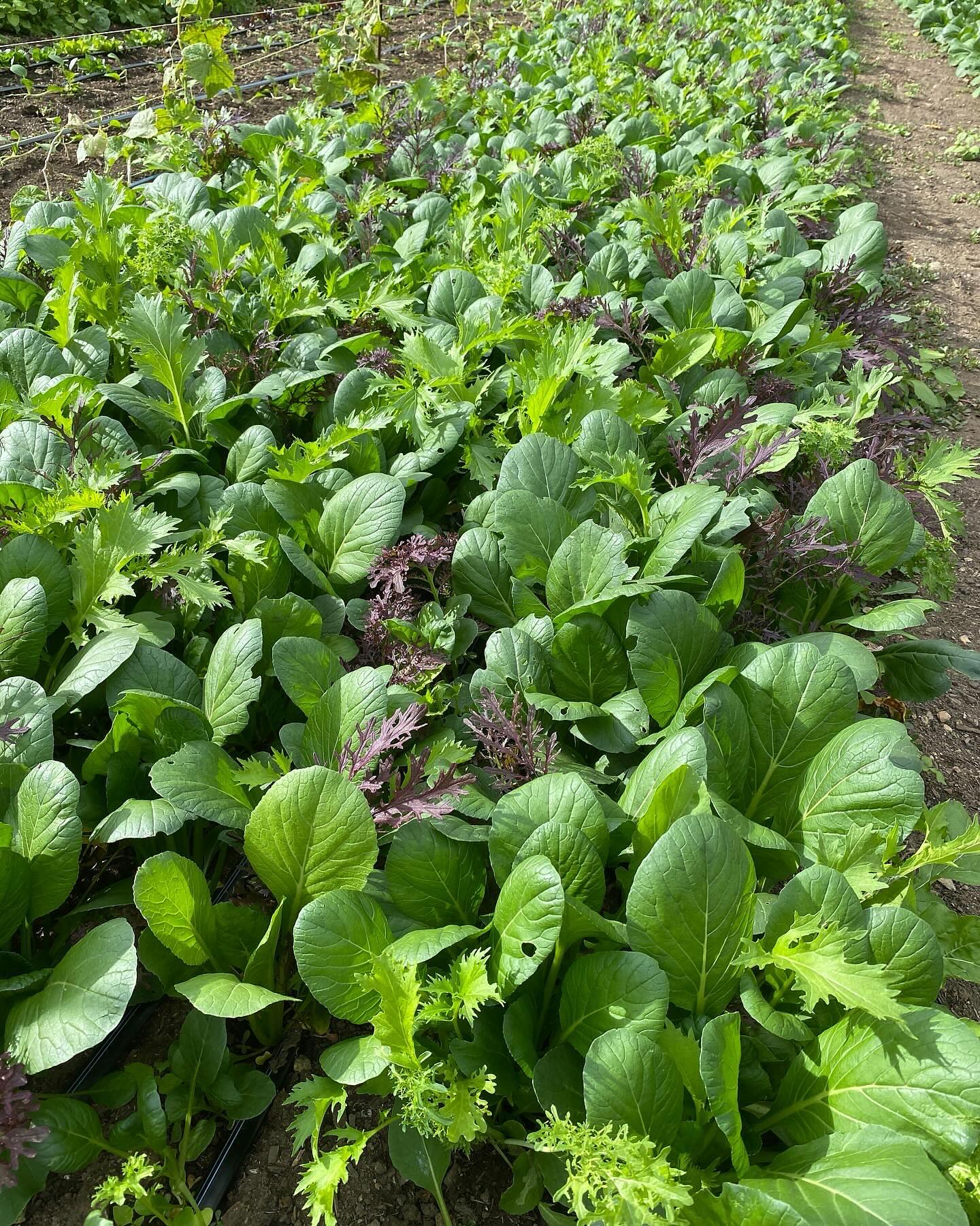 mustard greens with water droplets