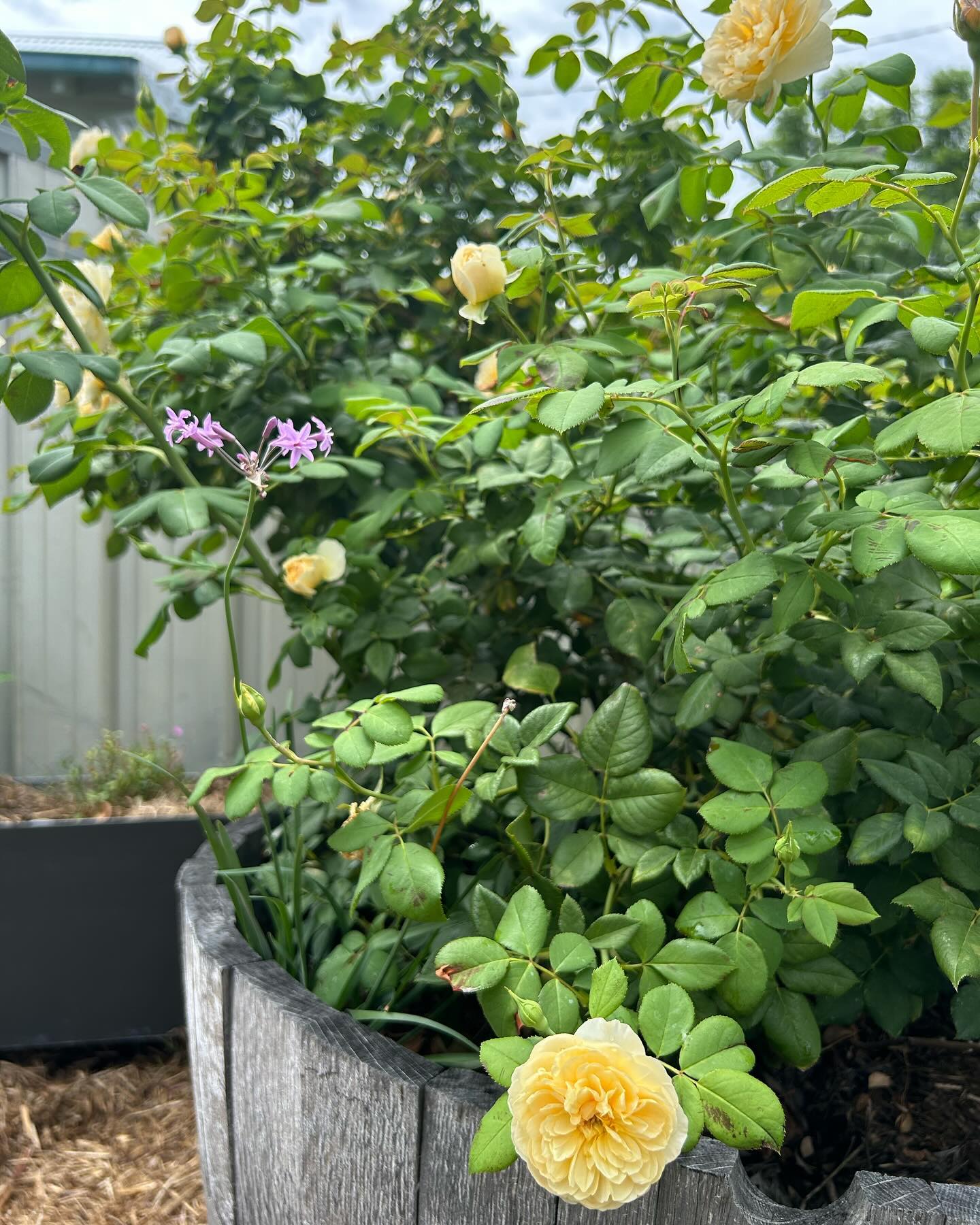 blooming roses with garlic shoots