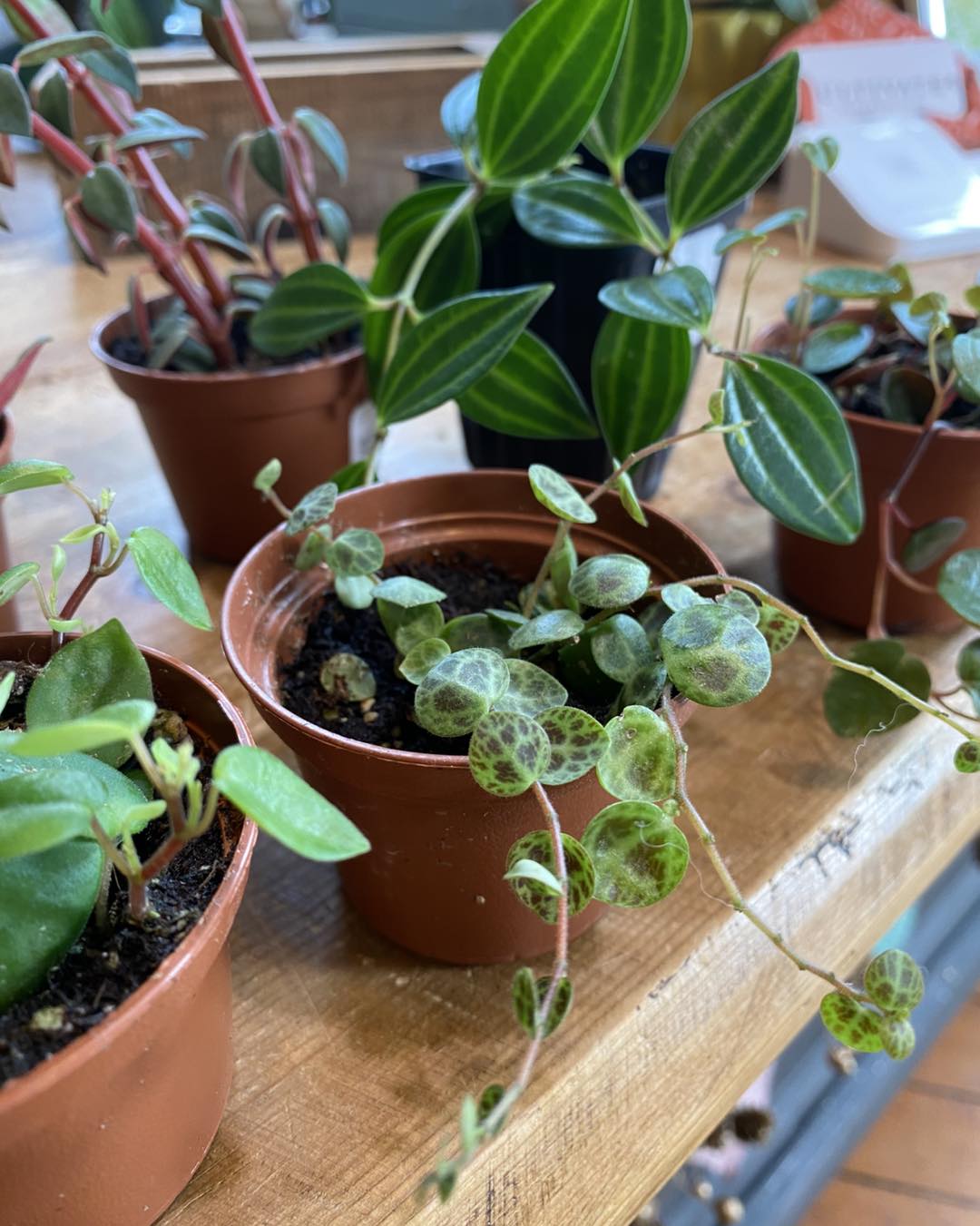 diverse peperomia varieties on shelf