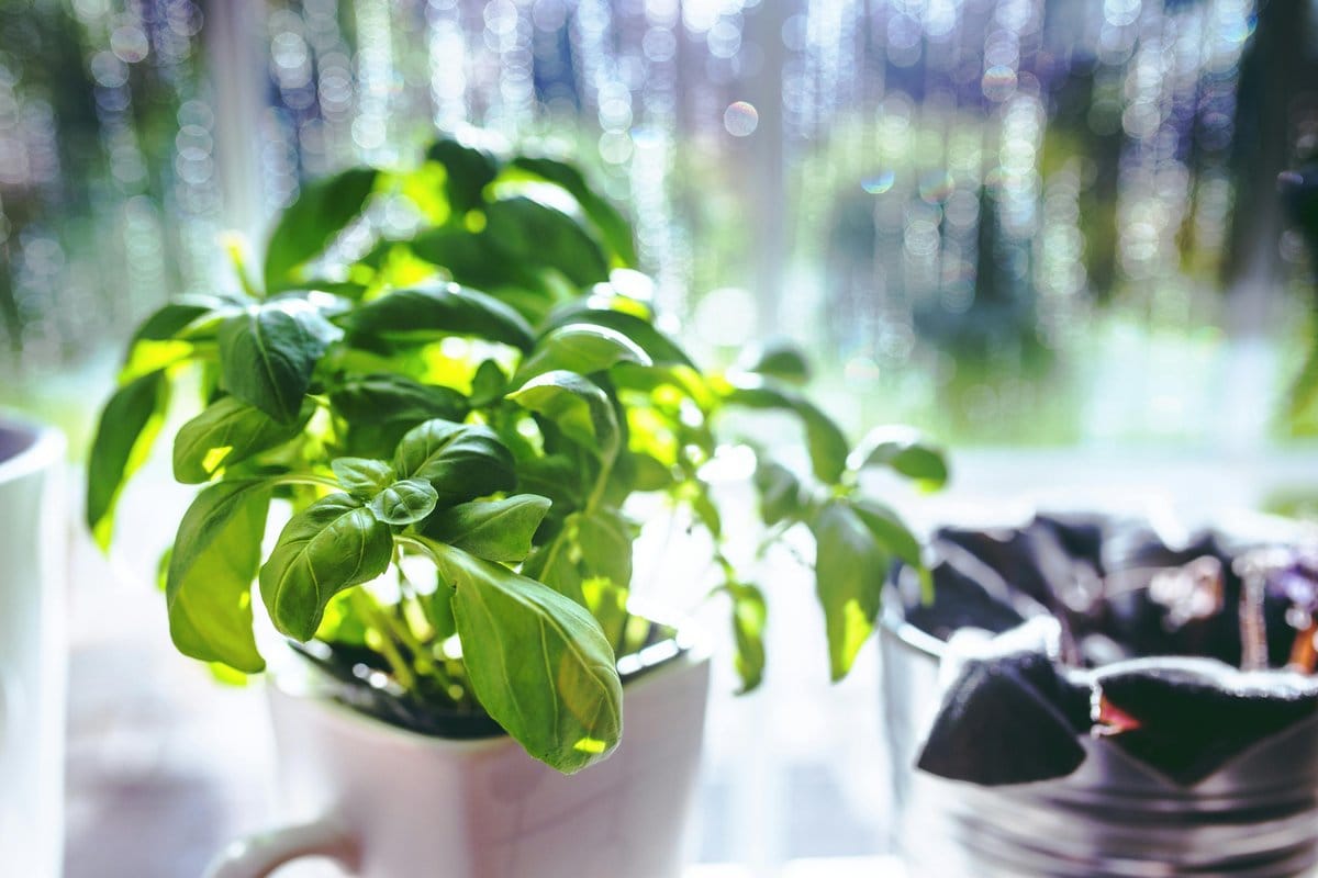basil plant on windowsill