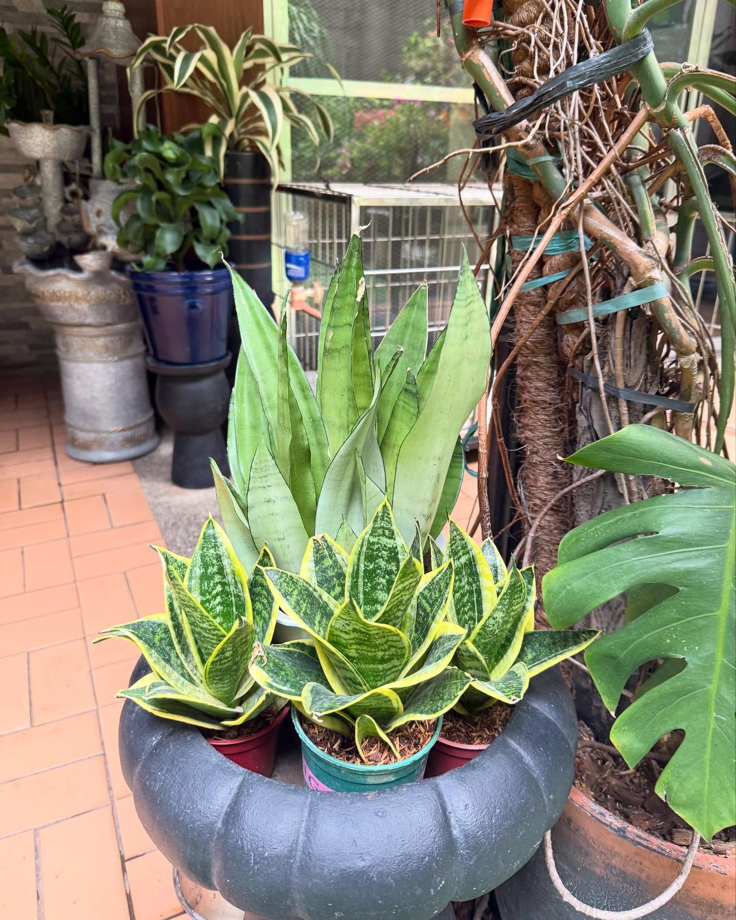 snake plant on an office desk