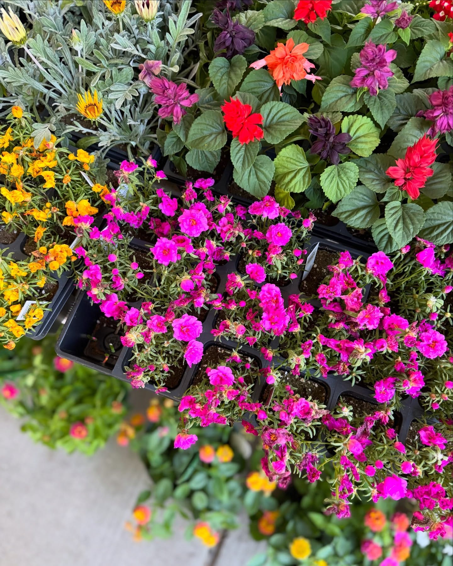 seasonal flowers in bloom