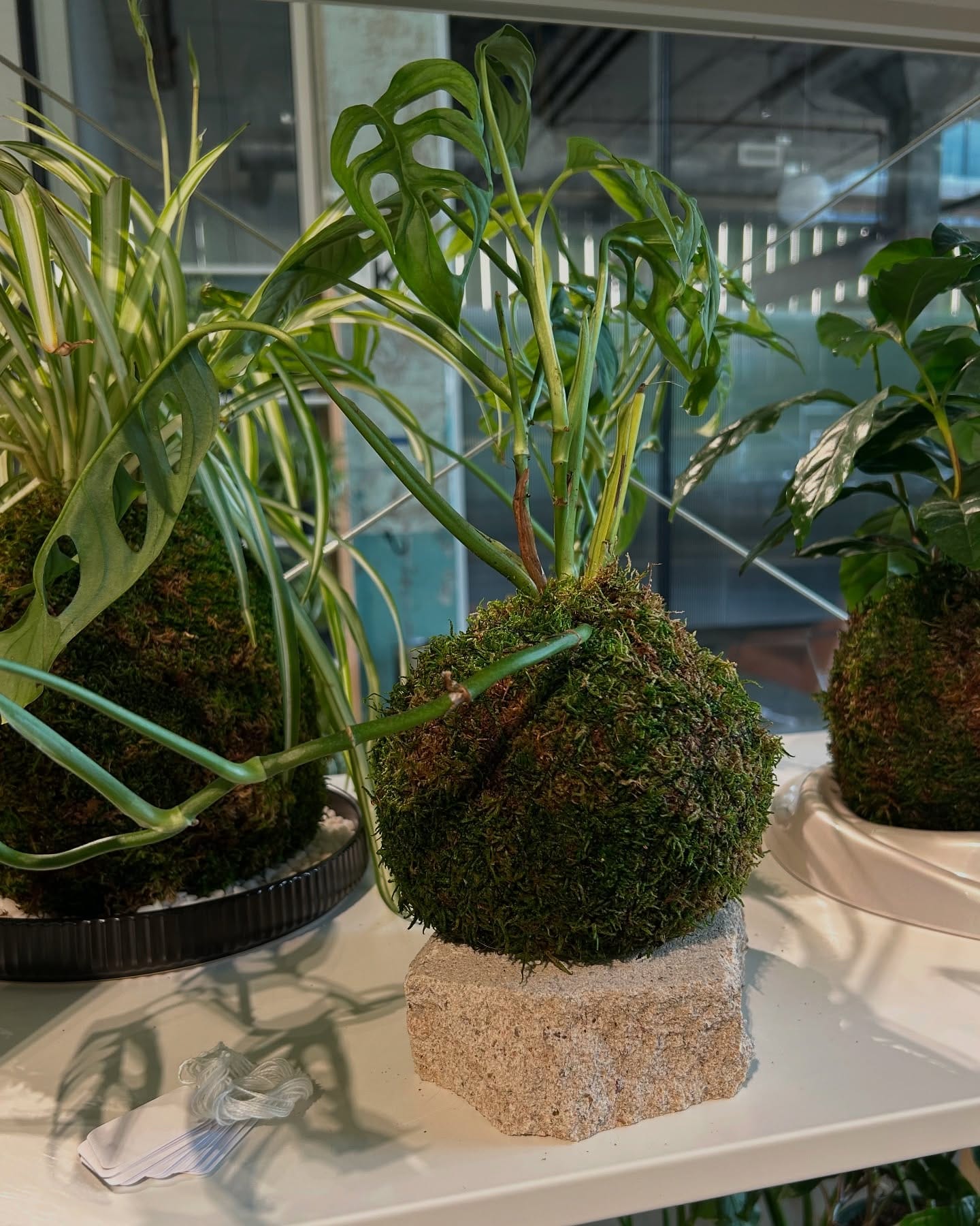 kokedama on office desk