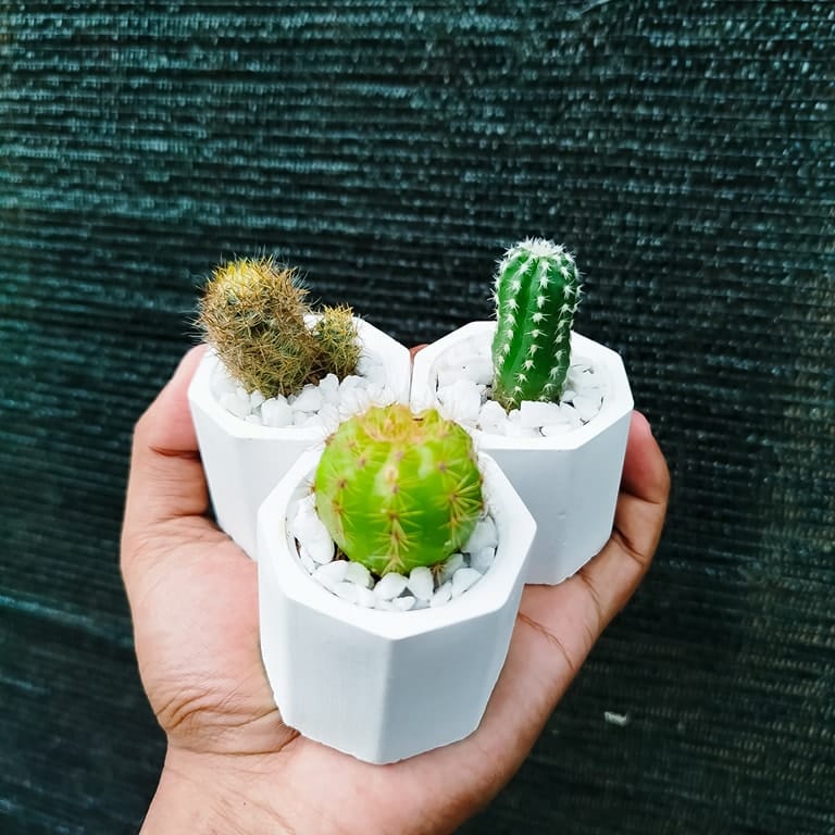 Diverse mini cacti in terracotta pots