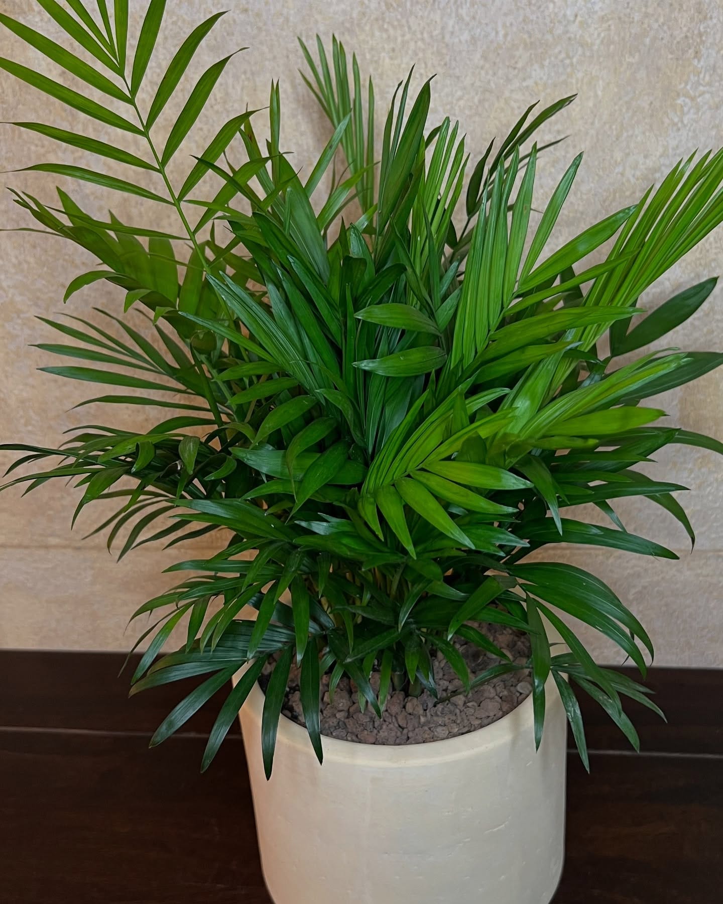 parlor palm in a shared workspace