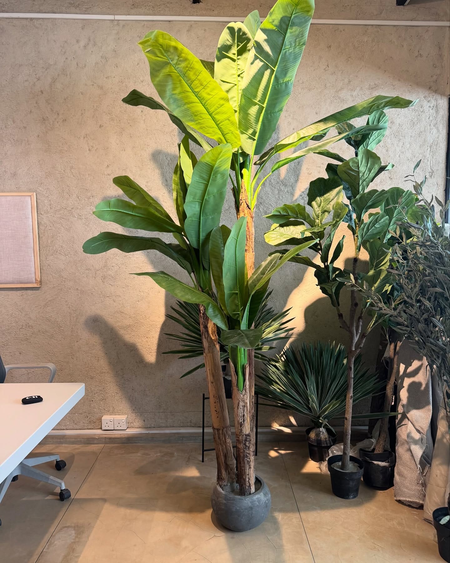banana tree in bohemian living room