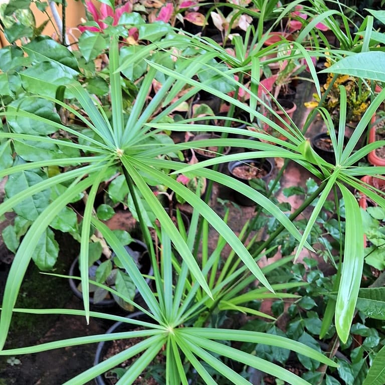 papyrus plant in a decorative planter