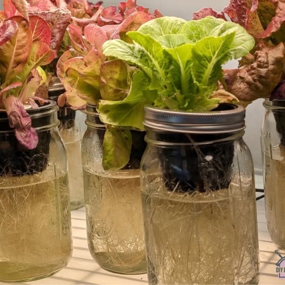 Mason jars with herbs in a bathroom
