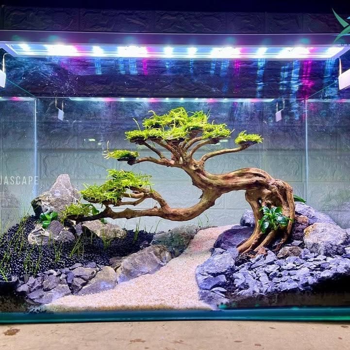 aquarium with floating aquatic plants