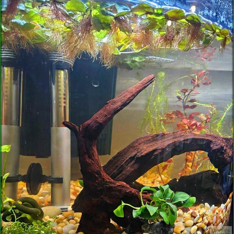 table centerpiece with floating plants