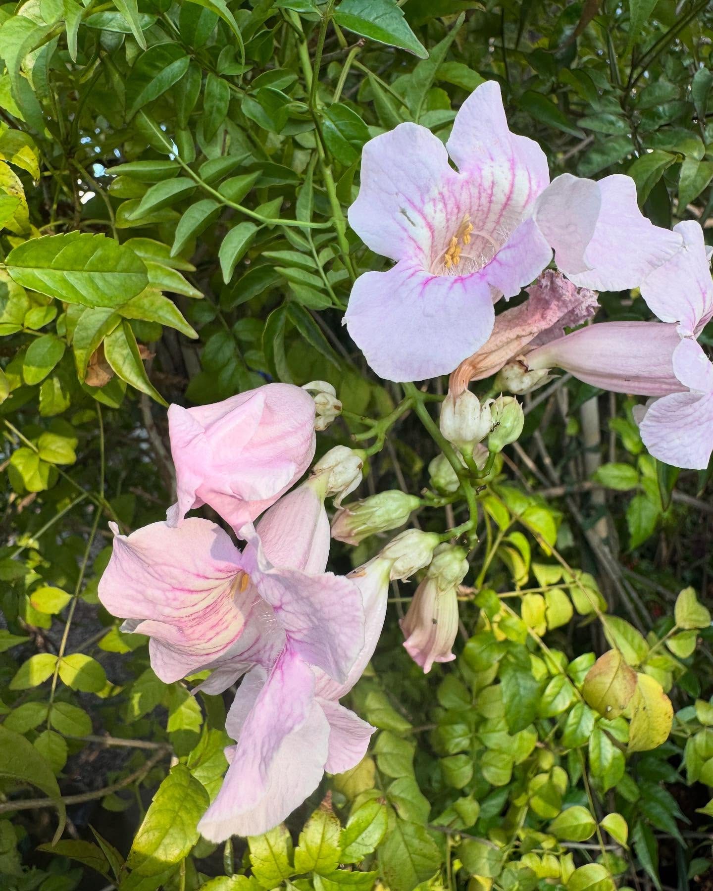 trumpet vine flowers attracting hummingbird