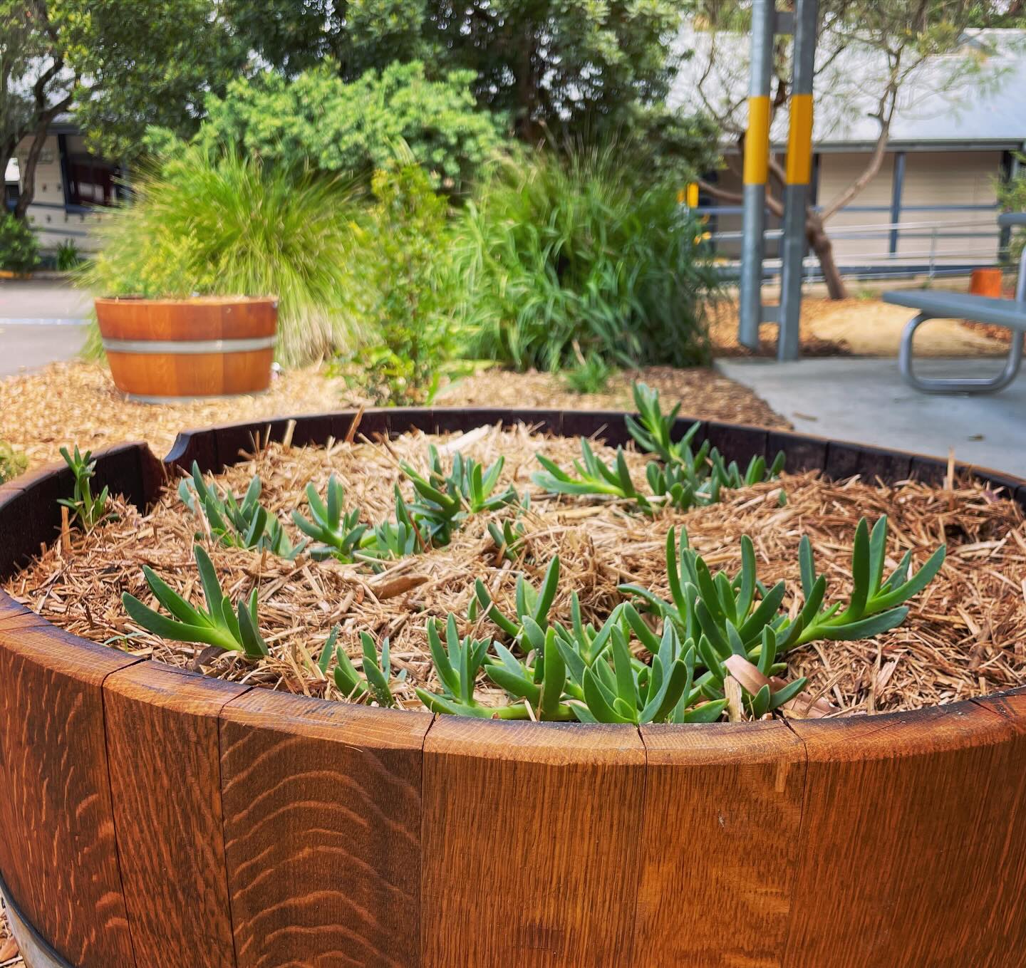 herbs in barrel planter