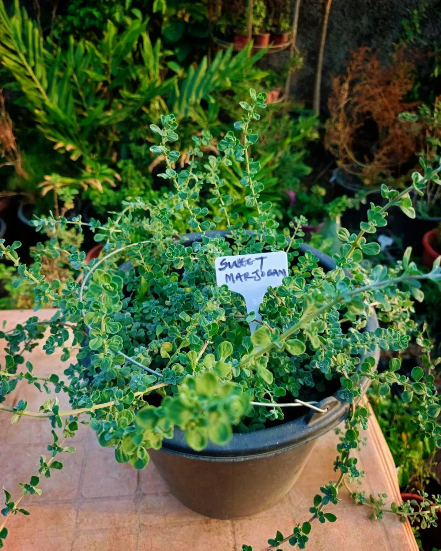 Marjoram leaves in a woven basket