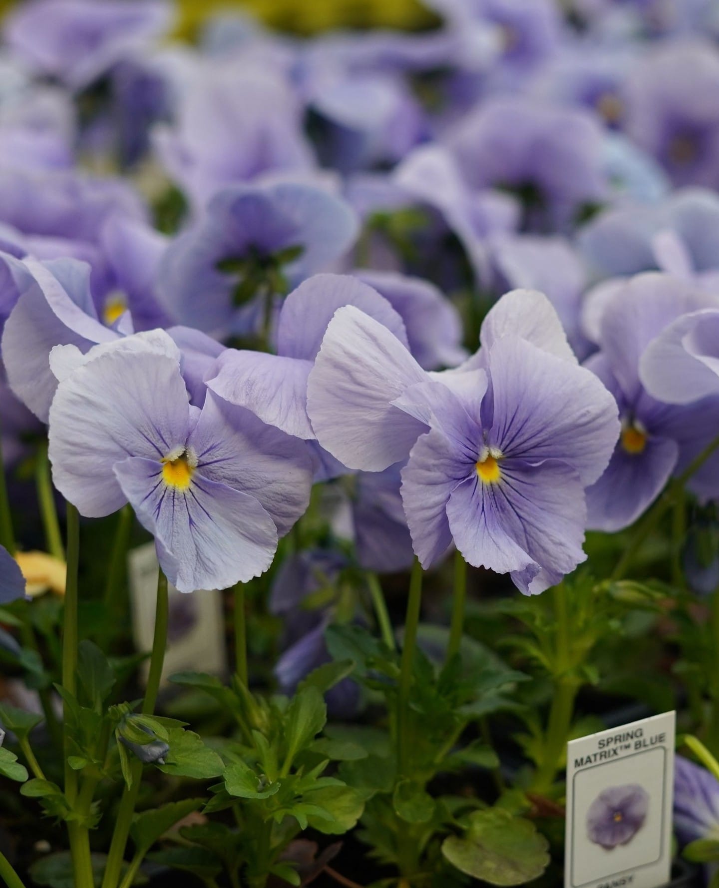 pansies nestled in salad greens