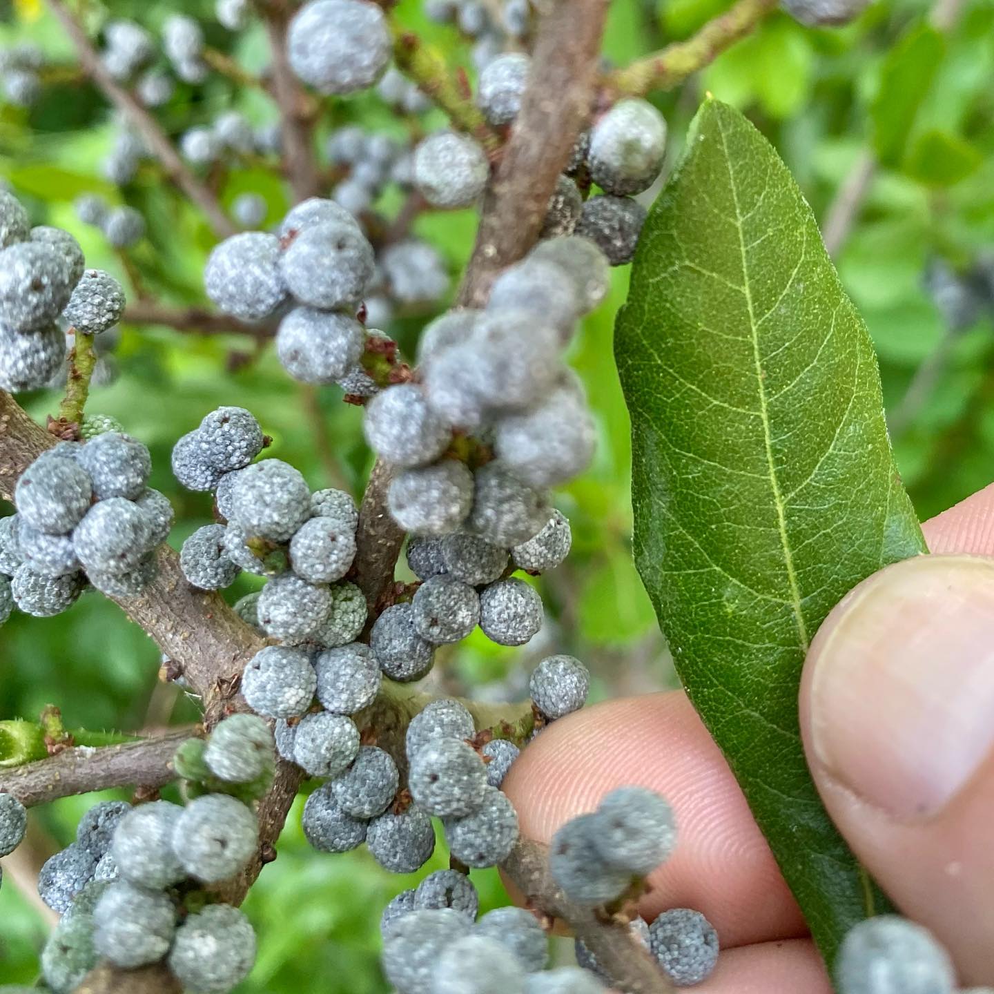 Bayberry branches in a rustic basket