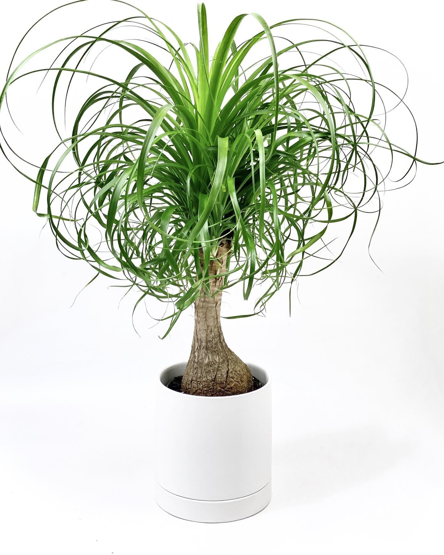 ponytail palm with bulbous trunk