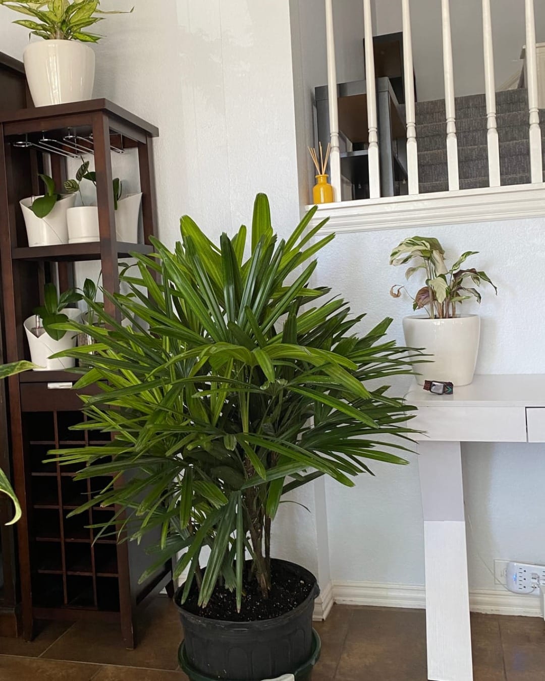 lady palm in entrance hallway