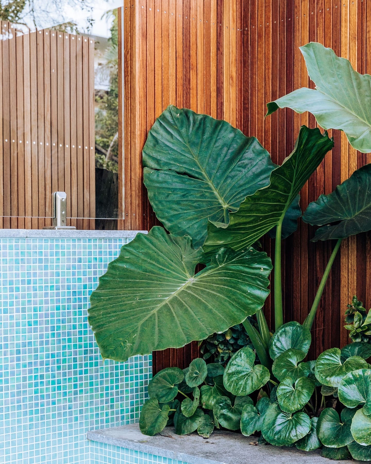 Elephant Ear and Bird of Paradise outdoors