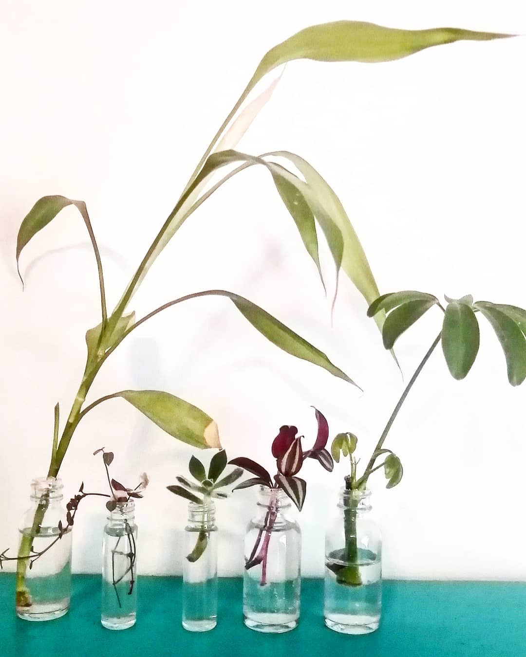 Close-up of philodendron roots in glass jar