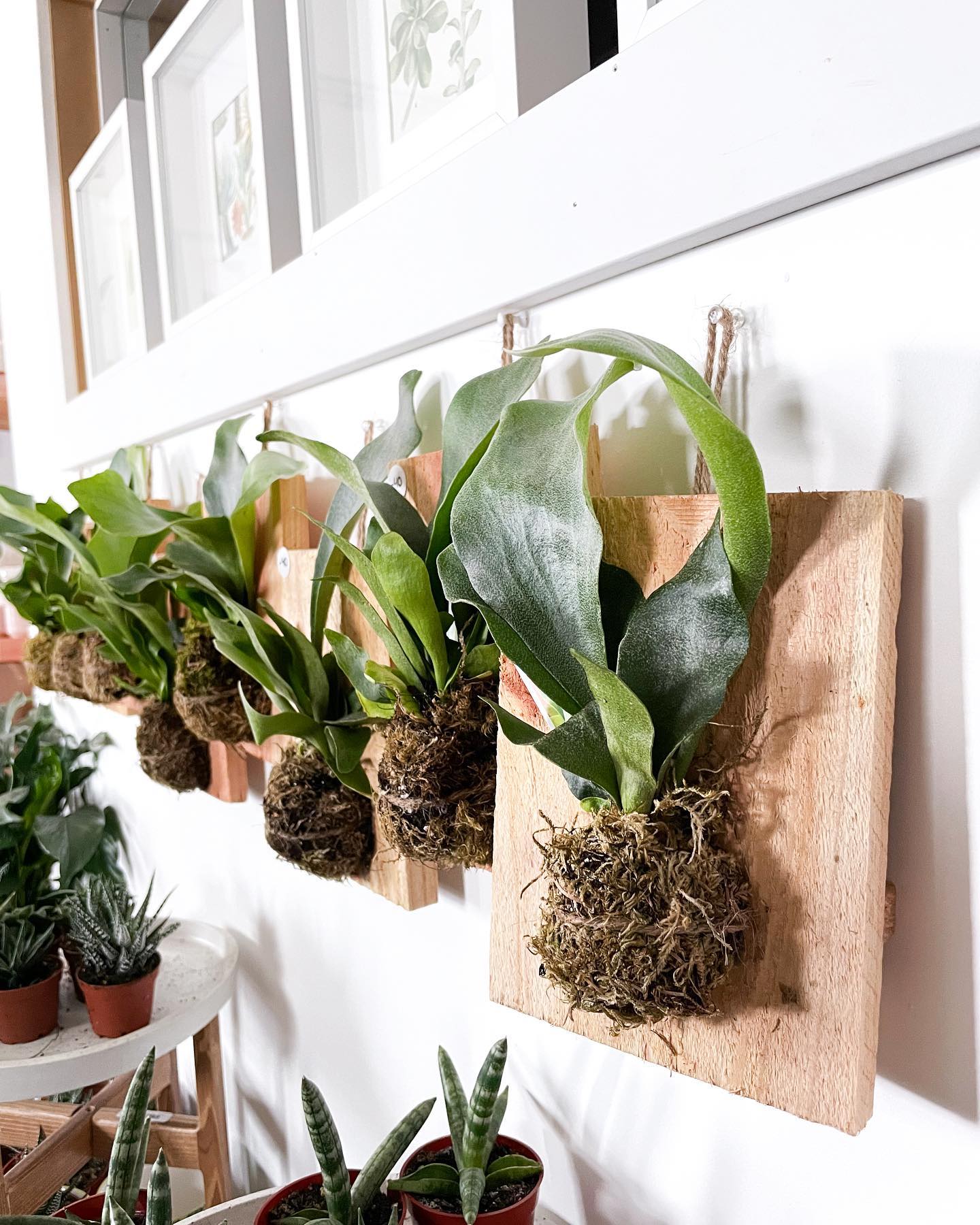 large staghorn fern on rustic wood board