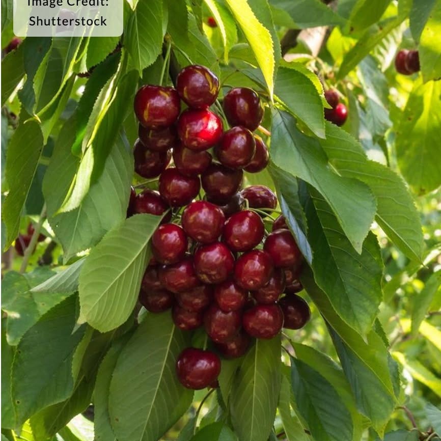 patio compact Stella cherry tree