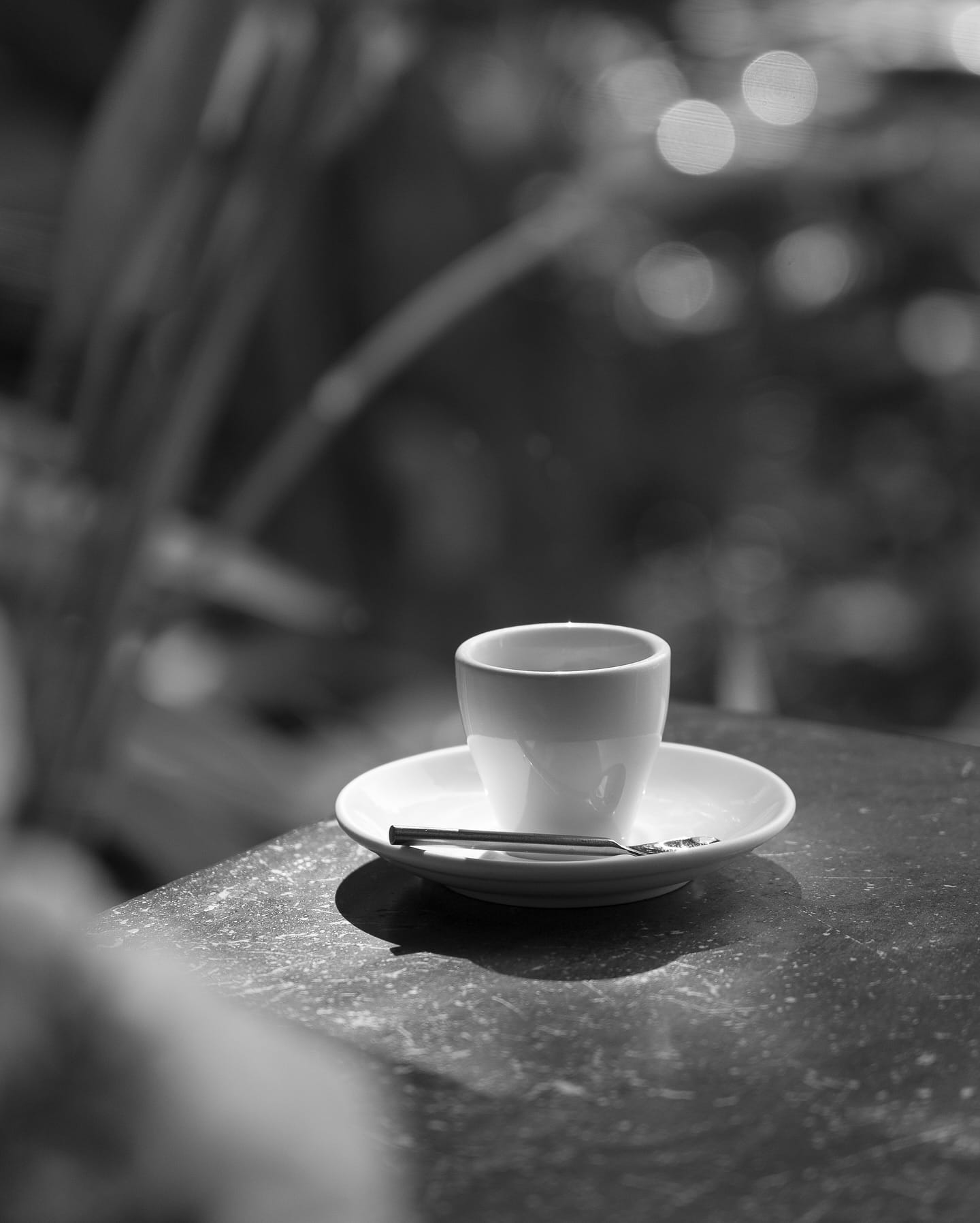 black and white teacup with succulents