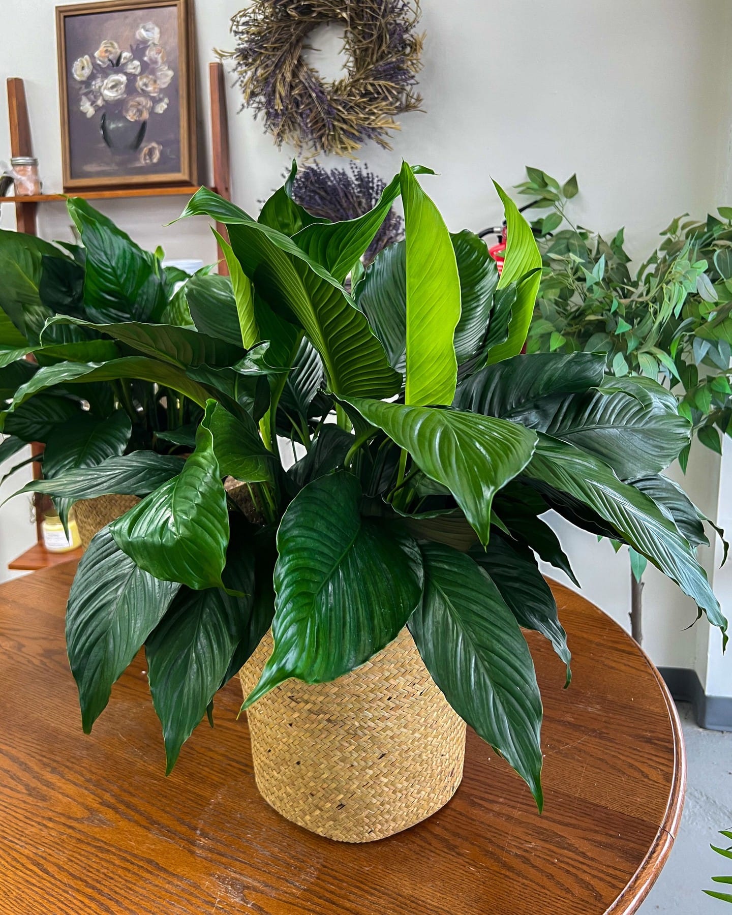 peace lily on a glass coffee table