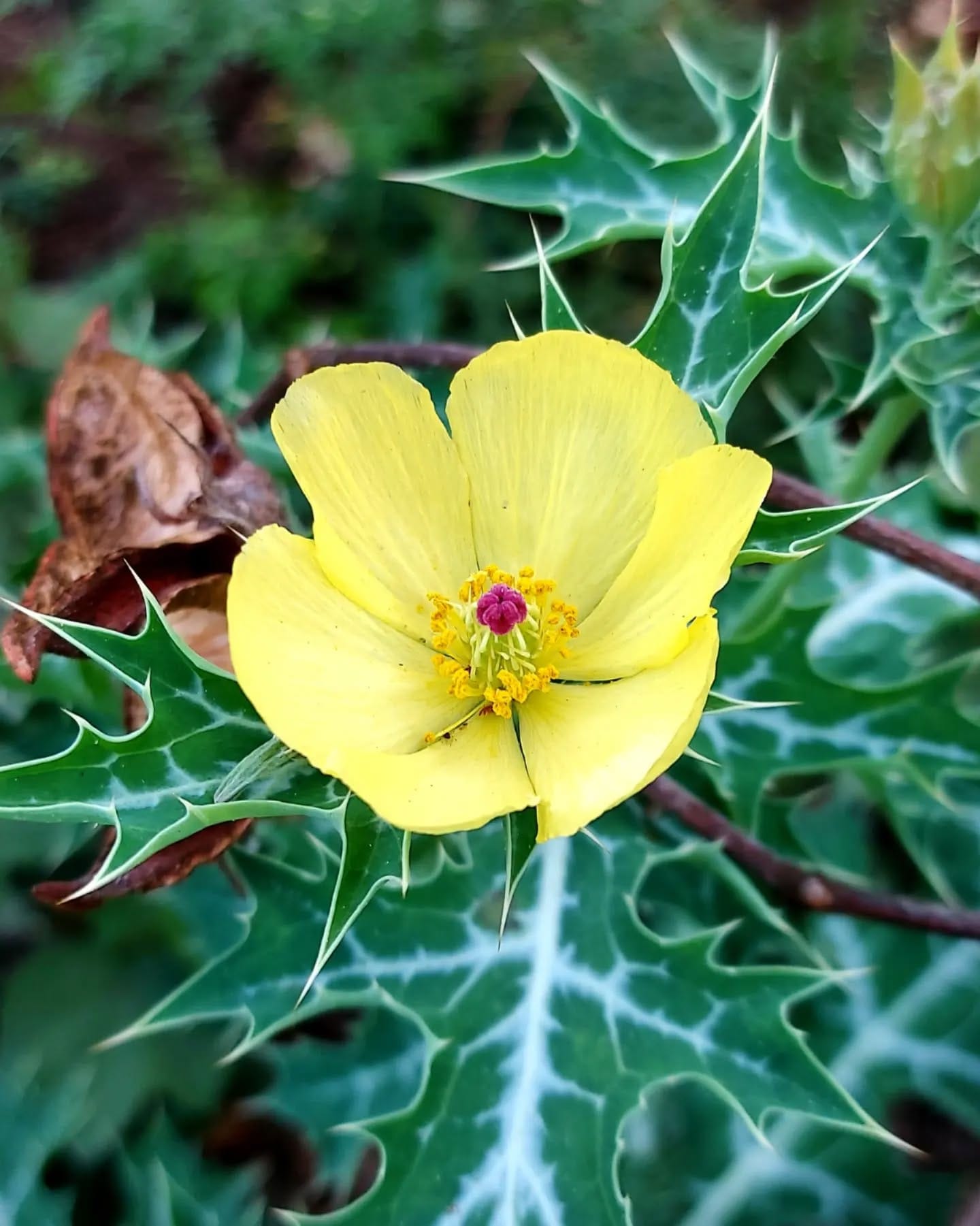 gotu kola leaves on table