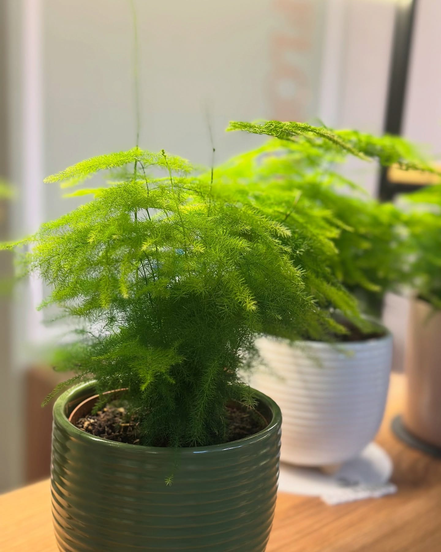 Collection of ferns in macrame hangers
