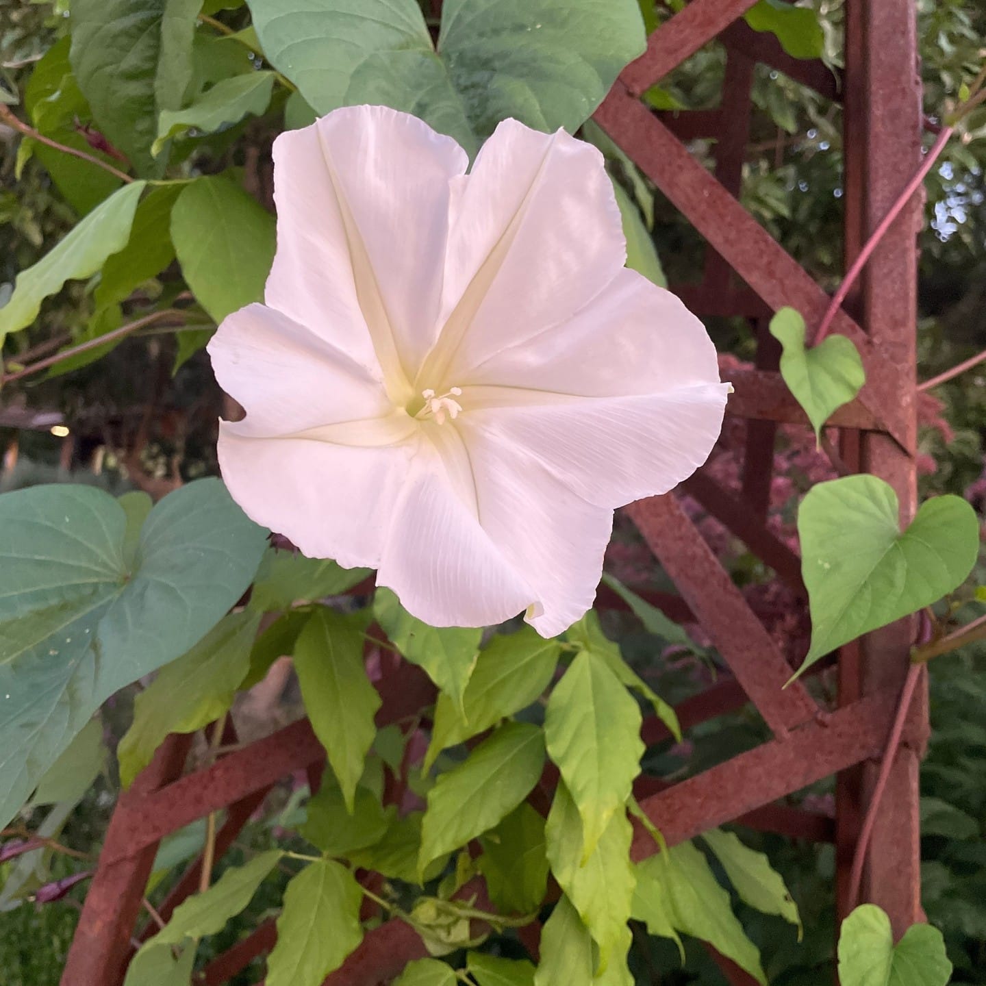 moonflower blooms under moonlight