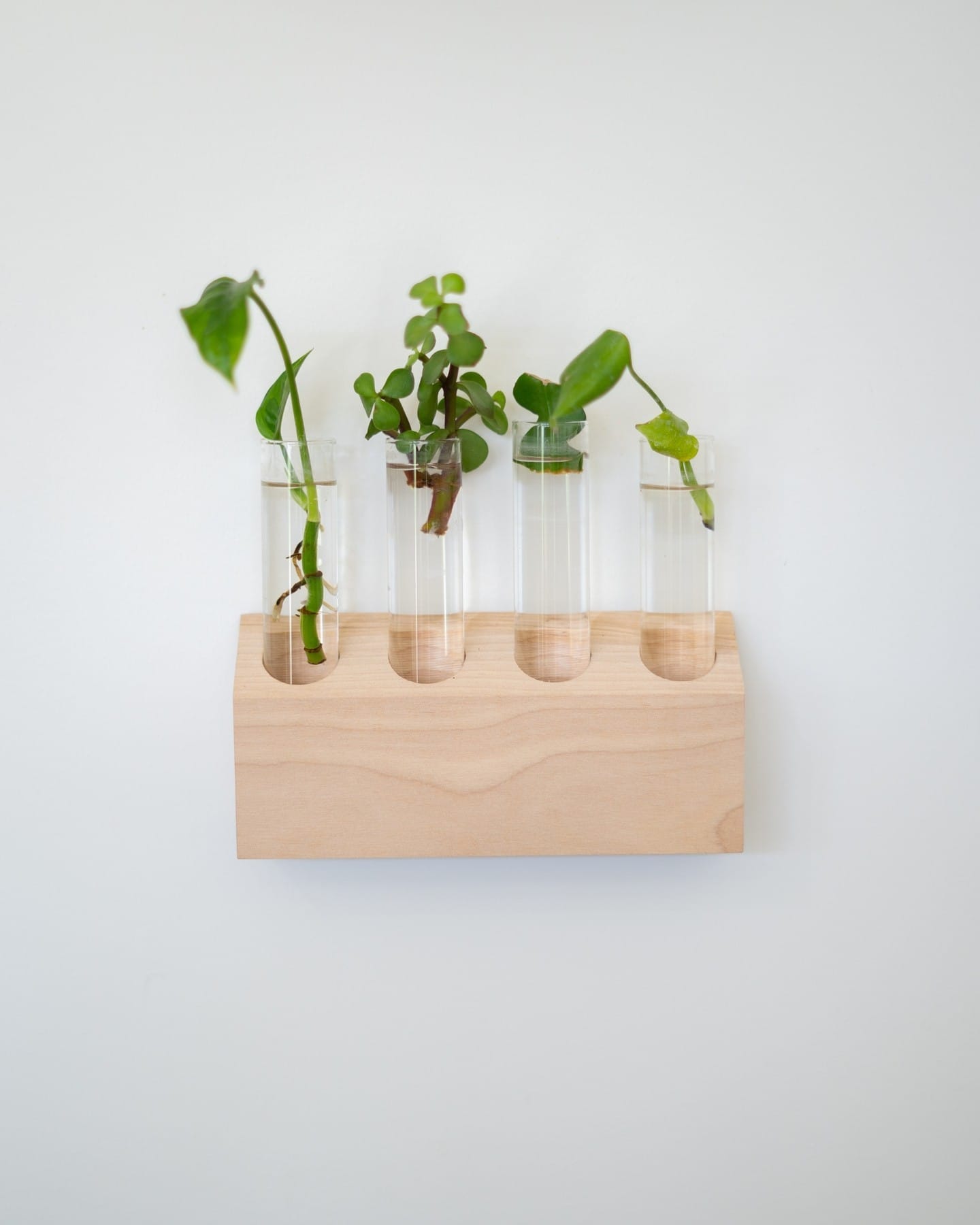 minimalist plant display with wall-mounted test tubes