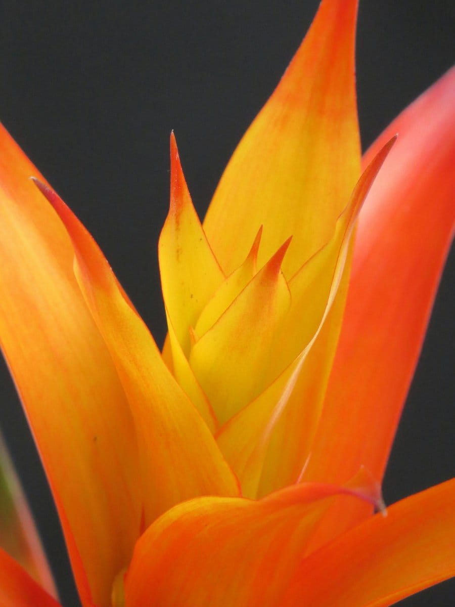 bromeliad with bright bloom