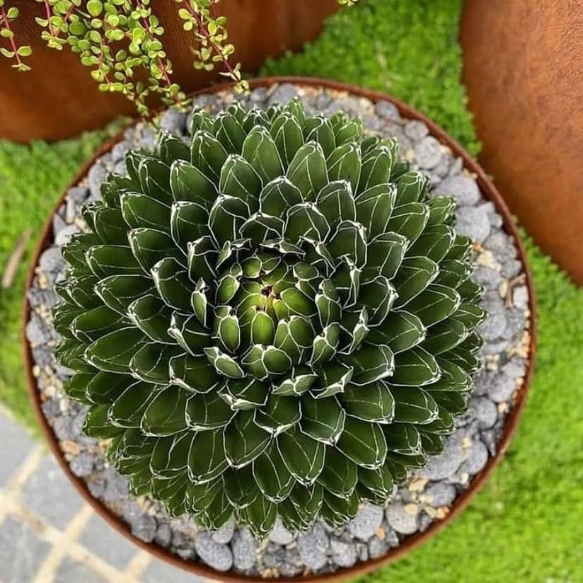 succulent border on coffee table
